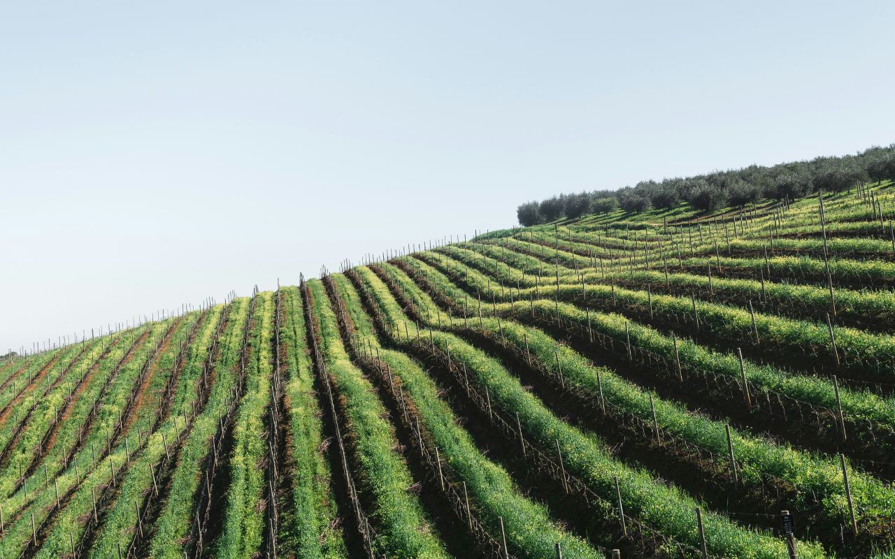 Vins personnalisés Picrate, bouteilles de vin
